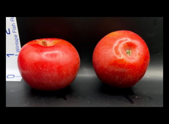 apple 🍏 Crazy Apple Heaven – 80g – JoyBons